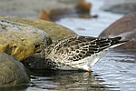 Purple Sandpiper    Calidris maritima