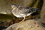 Purple Sandpiper    Calidris maritima