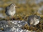 Purple Sandpiper    