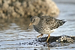 Purple Sandpiper    