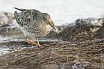 Purple Sandpiper    