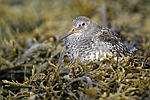 Purple Sandpiper    Calidris maritima