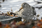 Purple Sandpiper    Calidris maritima