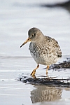      Calidris maritima