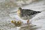 Purple Sandpiper    Calidris maritima