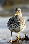      Calidris maritima