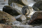 Purple Sandpiper    Calidris maritima