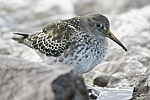 Purple Sandpiper    Calidris maritima