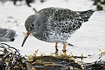      Calidris maritima