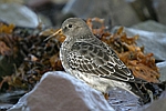 Purple Sandpiper    Calidris maritima