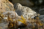 Purple Sandpiper    Calidris maritima