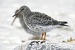 Purple Sandpiper    Calidris maritima