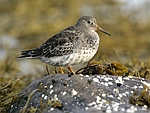 Purple Sandpiper    