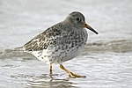 Purple Sandpiper    Calidris maritima