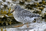      Calidris maritima