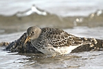 Purple Sandpiper    Calidris maritima