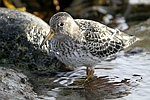 Purple Sandpiper    Calidris maritima