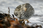 Purple Sandpiper    