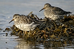 Purple Sandpiper    Calidris maritima