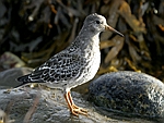 Purple Sandpiper    Calidris maritima