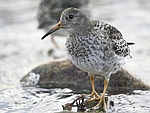 Purple Sandpiper    Calidris maritima