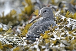 Purple Sandpiper    Calidris maritima