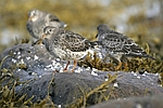 Purple Sandpiper    Calidris maritima