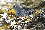 Purple Sandpiper    Calidris maritima