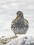      Calidris maritima