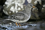 Purple Sandpiper    Calidris maritima