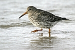 Purple Sandpiper    Calidris maritima