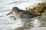 Purple Sandpiper    