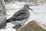 Purple Sandpiper    Calidris maritima