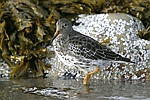      Calidris maritima