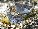 Purple Sandpiper    