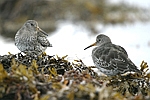 Purple Sandpiper    Calidris maritima