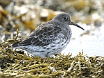 Purple Sandpiper    Calidris maritima