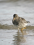      Calidris maritima