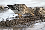 Purple Sandpiper    Calidris maritima