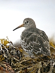 Purple Sandpiper    