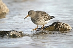      Calidris maritima