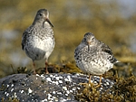      Calidris maritima