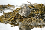 Purple Sandpiper    Calidris maritima