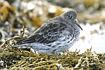 Purple Sandpiper    Calidris maritima