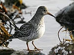 Purple Sandpiper    Calidris maritima