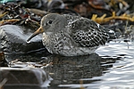 Purple Sandpiper    