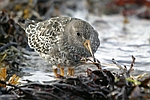 Purple Sandpiper    Calidris maritima