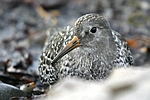 Purple Sandpiper    