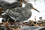 Purple Sandpiper    