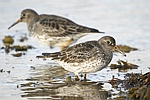 Purple Sandpiper    Calidris maritima